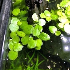 アマゾンフロッグビット(水草)