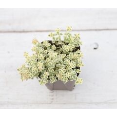  植物交換しませんか?