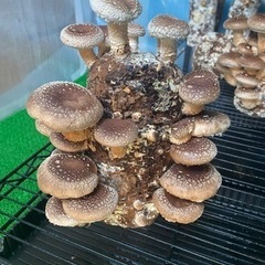 しいたけをご家庭で栽培しませんか？