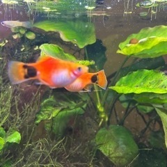 ミッキーマウスプラティ