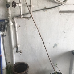 モリンガ鉢植えの画像