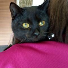 小さな黒猫の女の子まめちゃん～優しい素敵な方に貰われて行きました😸