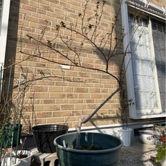 【あげます】ラ・レーヌ・ヴィクトリアの画像