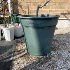 【あげます】ラ・レーヌ・ヴィクトリアの画像