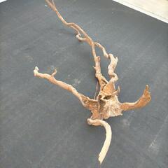 超特大枝流木の画像