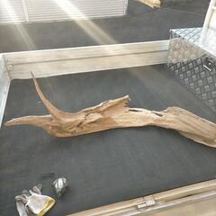 巨大流木の画像