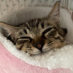 キジトラ　ラキオ君　お話し中です💕