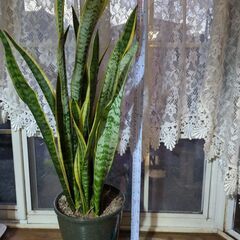 サンスベリア鉢植え