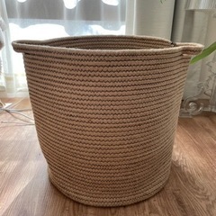 モンステラ　植物の画像