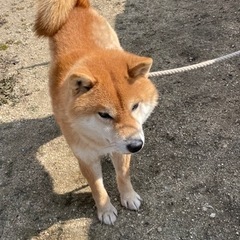 毛並みのいい柴犬です