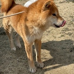 毛並みのいい柴犬です - 里親募集