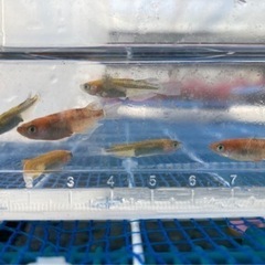 メダカ⭐️販売しますの画像