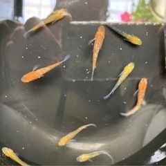 メダカ⭐️販売します