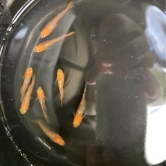 メダカ⭐️販売しますの画像