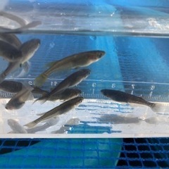 メダカ⭐️売りますの画像