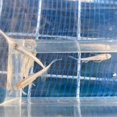 メダカ⭐️売りますの画像