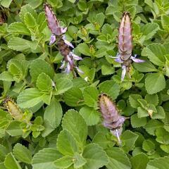 🌿薬草ボルトジンユ　糖尿病、高血圧