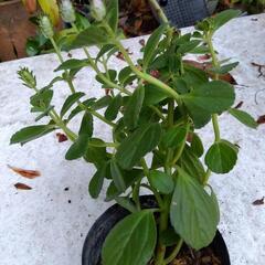 🌿薬草ボルトジンユ　糖尿病、高血圧の画像