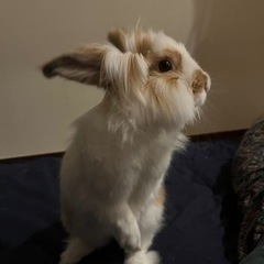 私のうさぎは新しい所有者を探しています