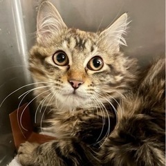 栗毛のふわふわキジトラ、抱っこOKのかわい子ちゃん♡
