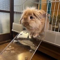 新しい家を探している恥ずかしがり屋のウサギ