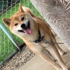 (奈良県)柴犬男の子の里親さん決まりました