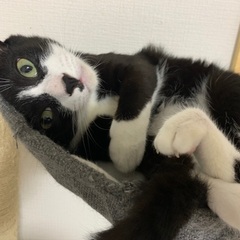 臆病なオス猫🐈‍⬛