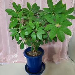 カポック　観葉植物