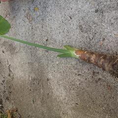 クワズイモ 鉢植え 地植え