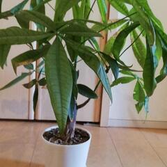 【取引済です】観葉植物・パキラ　