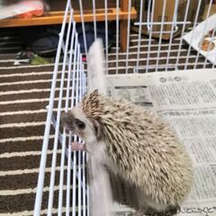 ハリネズミ　オス