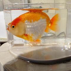 金魚や飼育器具 その他魚 用品 引き取ります。