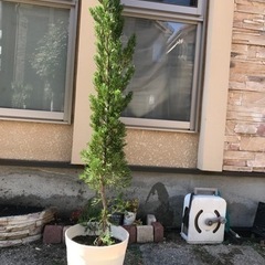 植木②