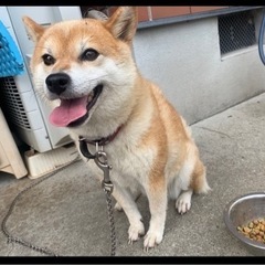 【里親さん急募】かわいい柴犬の女の子❣️