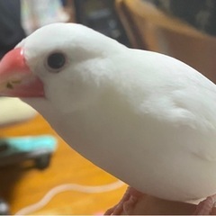 文鳥探してます