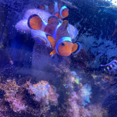 海水魚、サンゴ、イソギンチャク　アクアリウム機材　等　生体お売り...