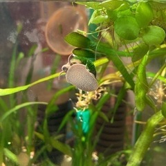 ヒメタニシ15匹