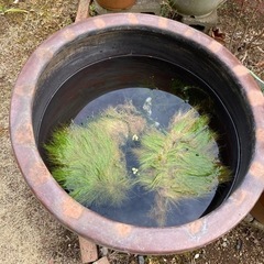 ヒメタニシ15匹の画像