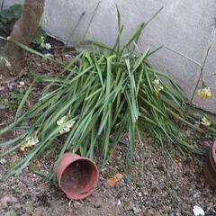 庭木の画像