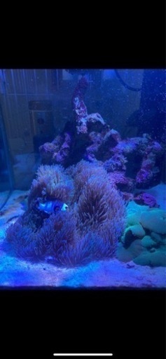 石垣産ハタゴイソギンチャク【引取り限定】