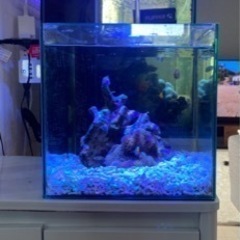 石垣産ハタゴイソギンチャク【引取り限定】の画像