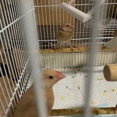 シナモン文鳥の若鳥(雛上がり)