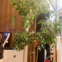 IKEA フェイカ　観葉植物　イケア