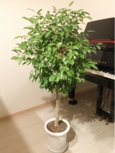 観葉植物　フィカス・ベンジャミン　大型　編み込み　135cm　8.5号鉢と受け皿付き