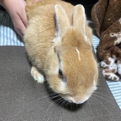 里親募集してます。うさぎのオス。