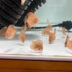 自家産ディスカス　パールラフレシア　稚魚