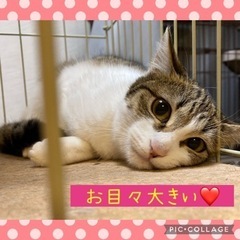 美猫です！可愛いです！！の画像