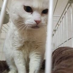 推定1歳半位　エイズキャリアですがきれいな白猫のめいちゃん【7/...