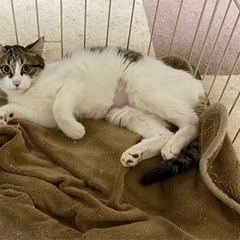 美猫です！可愛いです！！ − 福岡県