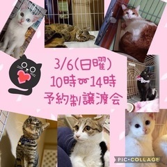 美猫です！可愛いです！！ - 猫